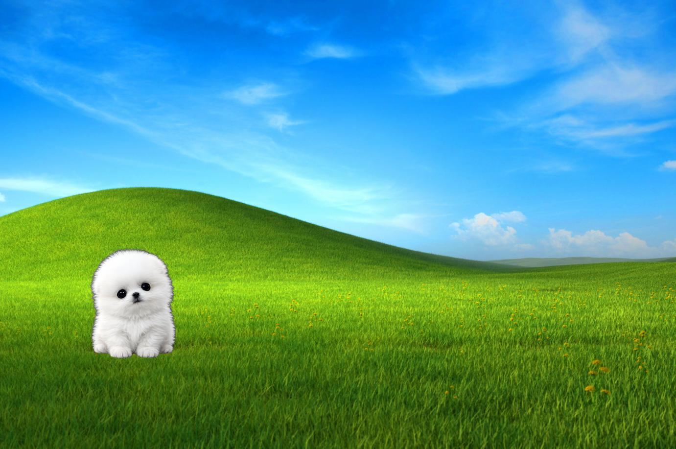 micro dog 1